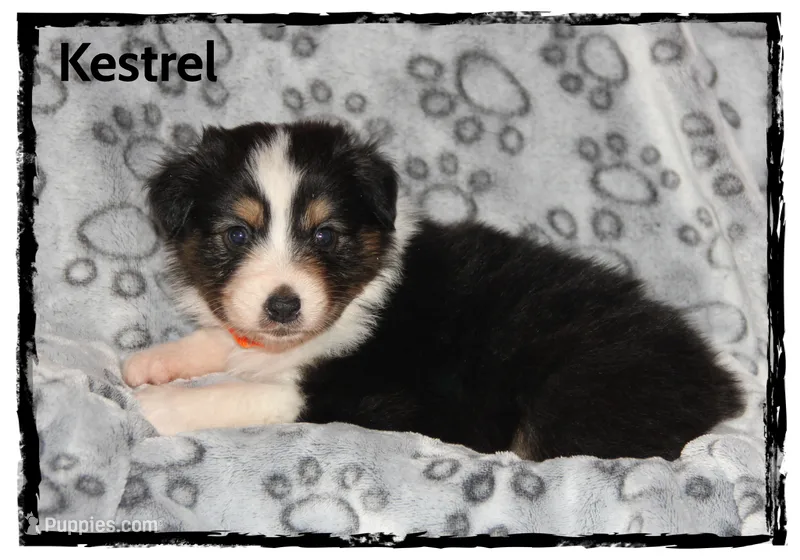 Kestrel – Australian Shepherd puppy for sale in Clarksville, OH