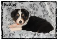Kestrel, a male Australian Shepherd for sale in Clarksville, OH – 4 of 7