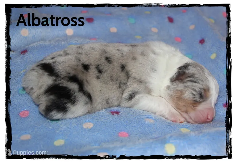 Albatross – Australian Shepherd puppy for sale in Clarksville, OH