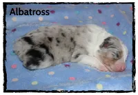 Albatross, a male Australian Shepherd for sale in Clarksville, OH – 1 of 1