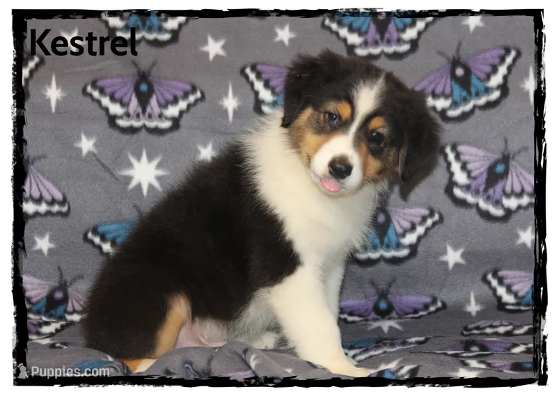 Kestrel – Australian Shepherd puppy for sale in Clarksville, OH