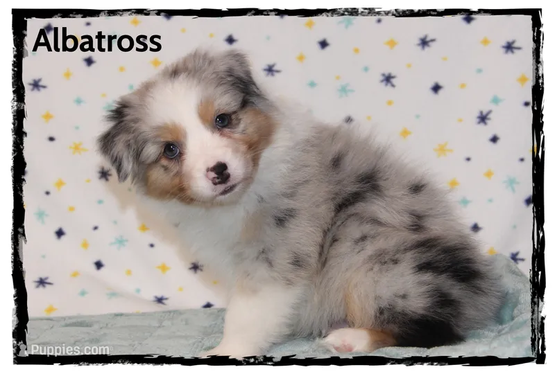 Albatross – Australian Shepherd puppy for sale in Clarksville, OH