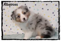 Albatross, a male Australian Shepherd for sale in Clarksville, OH – 2 of 7