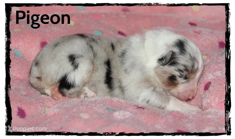 Pigeon – Australian Shepherd puppy for sale in Clarksville, OH