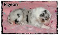 Pigeon, a female Australian Shepherd for sale in Clarksville, OH – 1 of 1