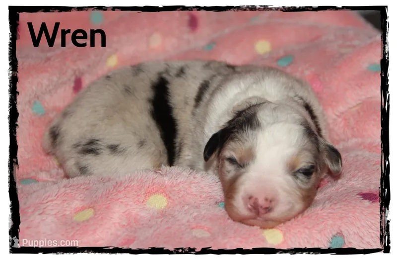 Wren – Australian Shepherd puppy for sale in Clarksville, OH