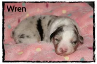 Wren, a female Australian Shepherd for sale in Clarksville, OH – 1 of 1