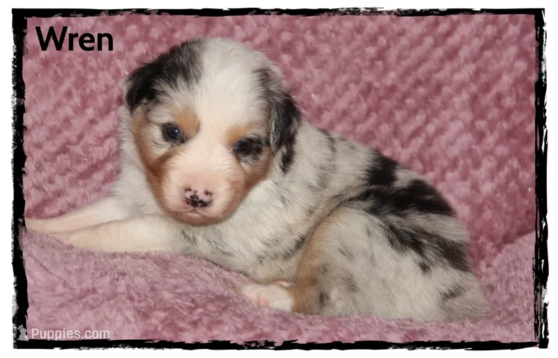 Wren – Australian Shepherd puppy for sale in Clarksville, OH