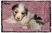 Wren, a female Australian Shepherd for sale in Clarksville, OH – 5 of 7
