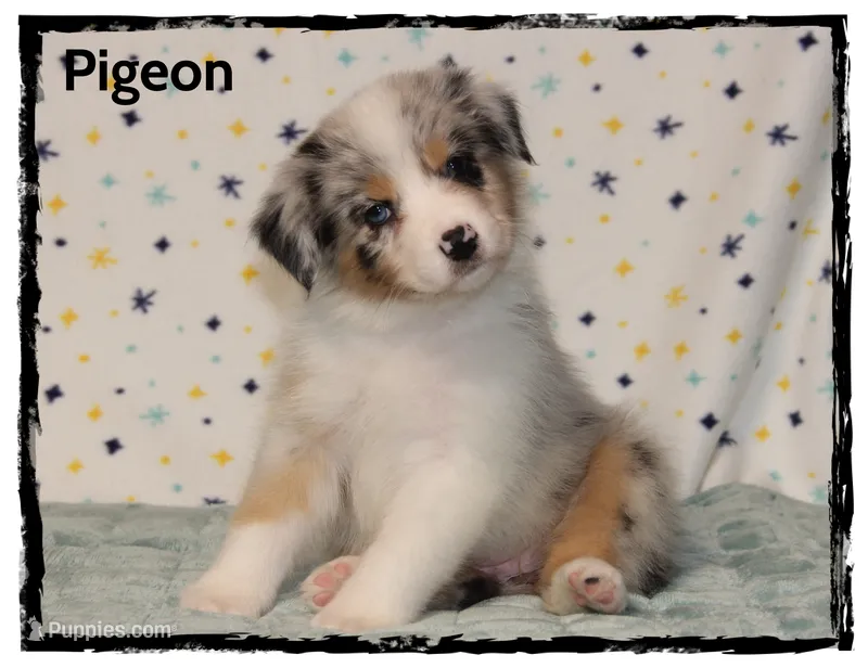 Pigeon – Australian Shepherd puppy for sale in Clarksville, OH