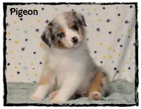 Pigeon, a female Australian Shepherd for sale in Clarksville, OH – 2 of 7