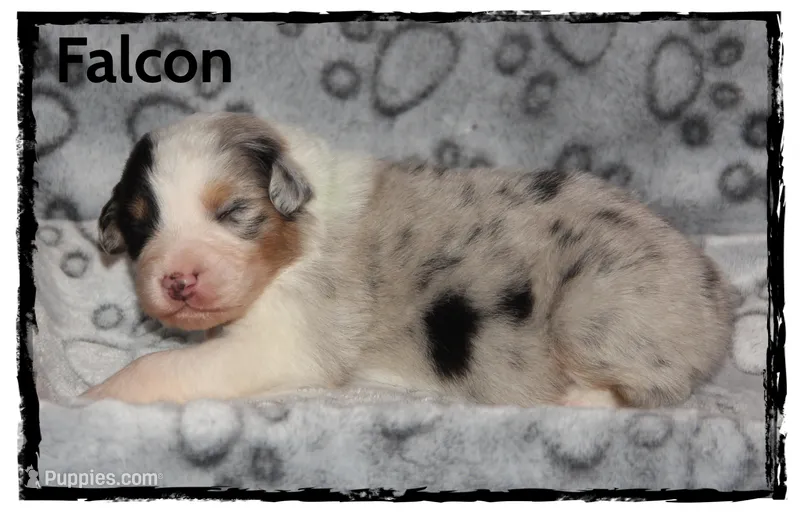 Falcon – Australian Shepherd puppy for sale in Clarksville, OH