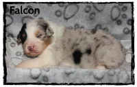 Falcon, a male Australian Shepherd for sale in Clarksville, OH – 6 of 7