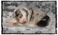 Starling, a male Australian Shepherd for sale in Clarksville, OH – 6 of 7