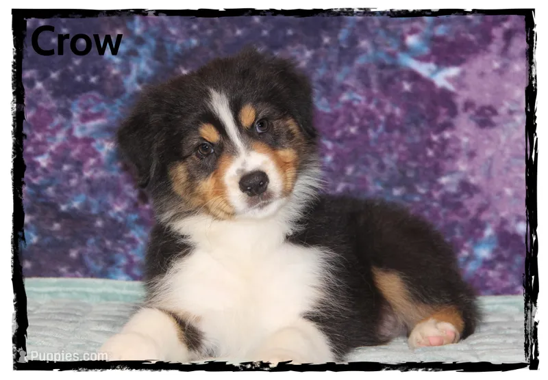 Crow – Australian Shepherd puppy for sale in Clarksville, OH