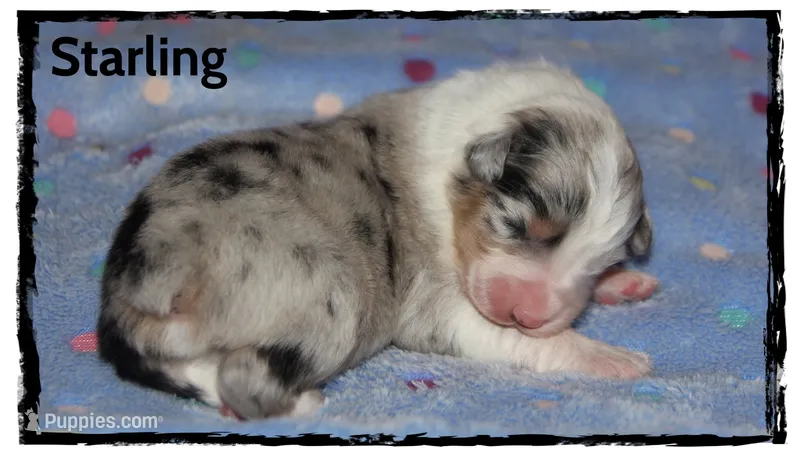 Starling – Australian Shepherd puppy for sale in Clarksville, OH
