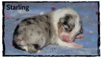 Starling, a male Australian Shepherd for sale in Clarksville, OH – 1 of 1