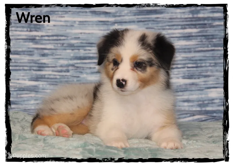 Wren – Australian Shepherd puppy for sale in Clarksville, OH