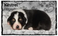 Kestrel, a male Australian Shepherd for sale in Clarksville, OH – 6 of 7