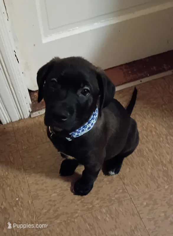 Blue Boy – American Pit Bull Terrier, Golden Retriever puppy for sale in Manchester, NH