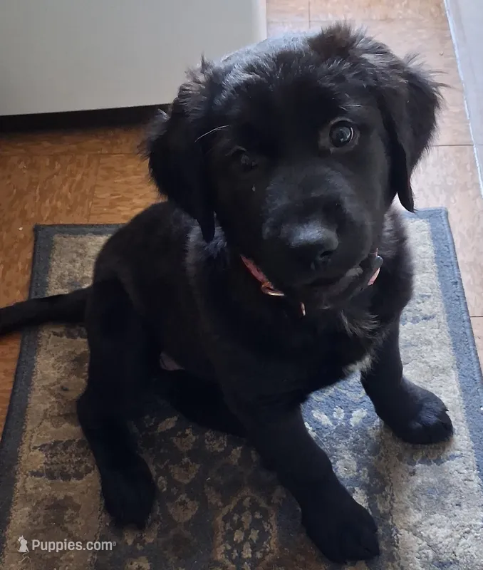 Pink Girl – American Pit Bull Terrier, Golden Retriever puppy for sale in Manchester, NH
