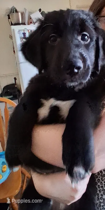 Purple Girl – American Pit Bull Terrier, Golden Retriever puppy for sale in Manchester, NH