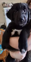 Purple Girl, a female American Pit Bull Terrier and Golden Retriever for sale in Manchester, NH – 1 of 3