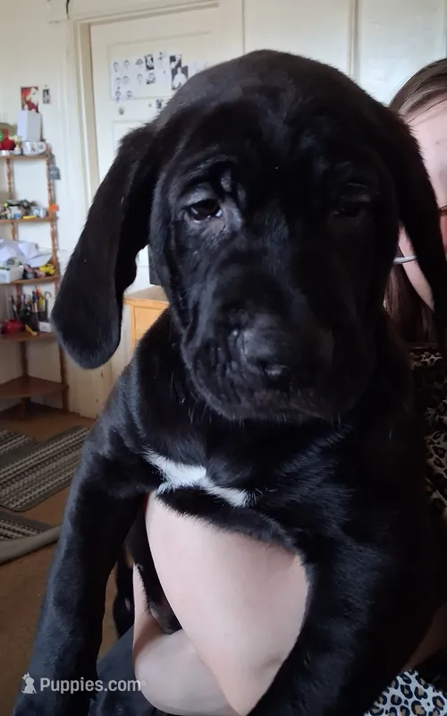 Klondike – American Pit Bull Terrier, Golden Retriever puppy for sale in Manchester, NH