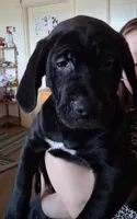 Klondike, a male American Pit Bull Terrier and Golden Retriever for sale in Manchester, NH – 1 of 4
