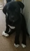 Sinclair, a male American Pit Bull Terrier and Golden Retriever for sale in Manchester, NH – 3 of 3