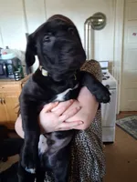 Klondike, a male American Pit Bull Terrier and Golden Retriever for sale in Manchester, NH – 4 of 4