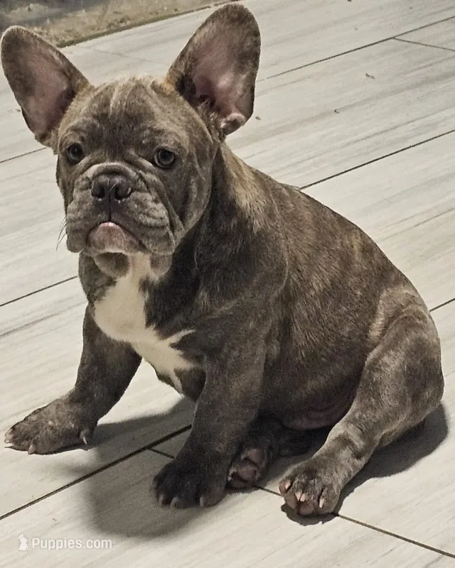 Nico – French Bulldog puppy for sale in Cape Coral, FL
