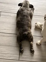 Nico, a male French Bulldog for sale in Cape Coral, FL – 5 of 7