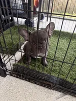 Lili, a female French Bulldog for sale in Cape Coral, FL – 6 of 10