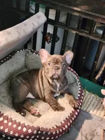 Lili, a female French Bulldog for sale in Cape Coral, FL – Photo 1 of 8