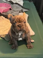 Lili, a female French Bulldog for sale in Cape Coral, FL – Photo 5 of 8