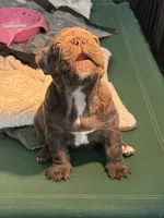 Lili, a female French Bulldog for sale in Cape Coral, FL – Photo 4 of 8