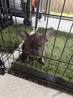 Lili, a female French Bulldog for sale in Cape Coral, FL – 7 of 10