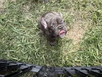Lili, a female French Bulldog for sale in Cape Coral, FL – 8 of 10