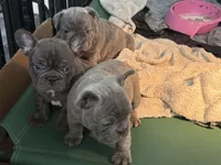 Lili, a female French Bulldog for sale in Cape Coral, FL – Photo 7 of 8