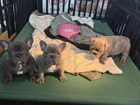 Lili, a female French Bulldog for sale in Cape Coral, FL – Photo 8 of 8