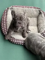 Lili, a female French Bulldog for sale in Cape Coral, FL – 3 of 10