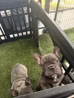 Lili, a female French Bulldog for sale in Cape Coral, FL – 4 of 10