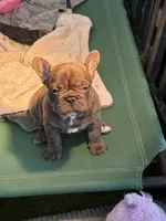 Lili, a female French Bulldog for sale in Cape Coral, FL – Photo 3 of 8