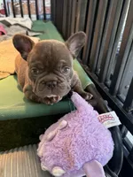 Lili, a female French Bulldog for sale in Cape Coral, FL – Photo 2 of 8