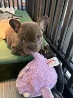 Lili, a female French Bulldog for sale in Cape Coral, FL – Photo 6 of 8