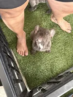 Lili, a female French Bulldog for sale in Cape Coral, FL – 5 of 10