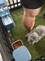 Nico, a male French Bulldog for sale in Cape Coral, FL – 4 of 7