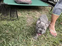 Nico, a male French Bulldog for sale in Cape Coral, FL – 7 of 7