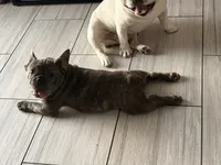 Nico, a male French Bulldog for sale in Cape Coral, FL – 2 of 7
